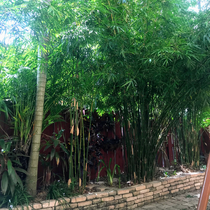 Clumping Bamboo, Textilis Gracilis